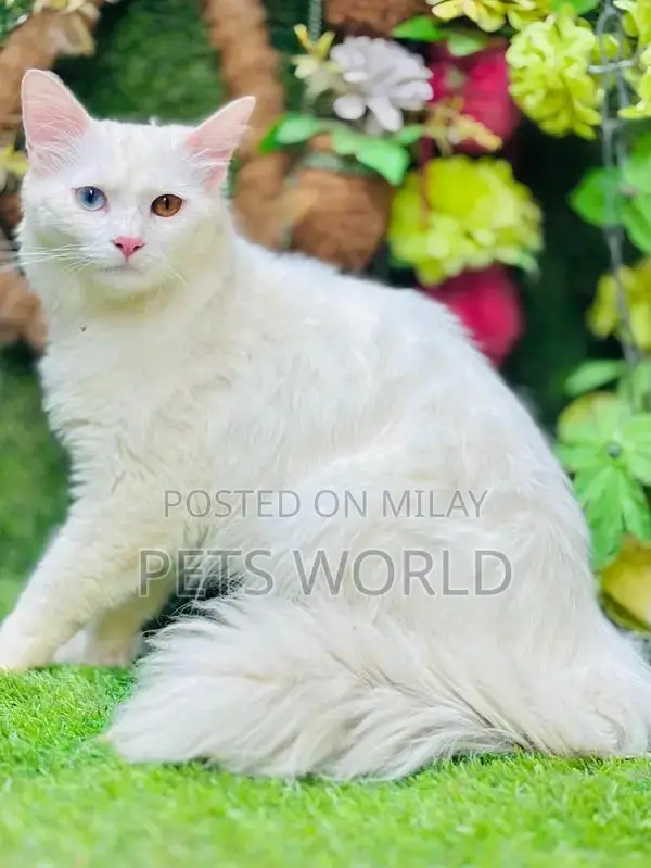 Persian Cats and Kittens - Adorable Feline Companions