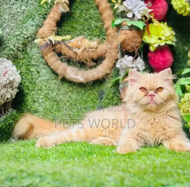 Persian Cats and Kittens - Adorable Feline Companions