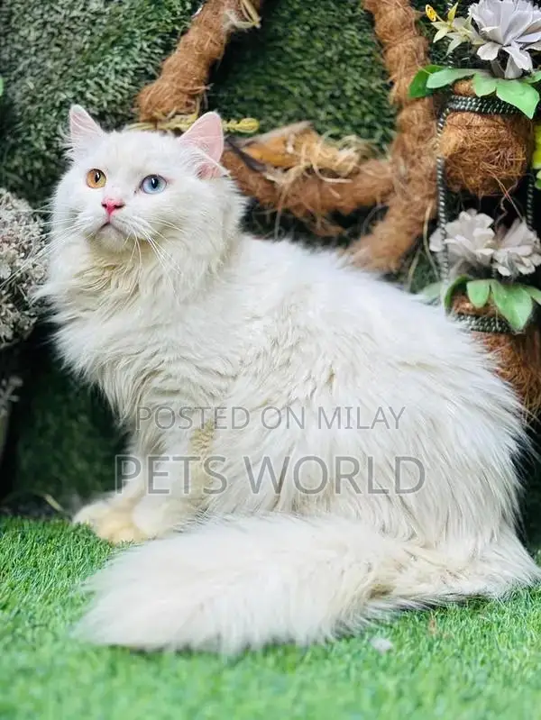 Persian Cats and Kittens - Adorable Feline Companions