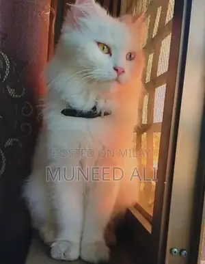 Photo - Purebred Persian Cats: White, Vaccinated, Adorable Companions