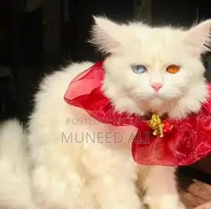 Purebred Persian Cats: White, Vaccinated, Adorable Companions