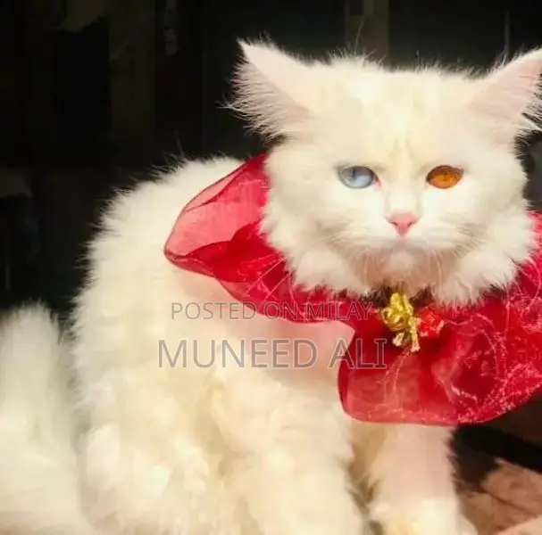 Purebred Persian Cats: White, Vaccinated, Adorable Companions