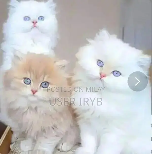Persian Cat - Purebred Male or Female Available