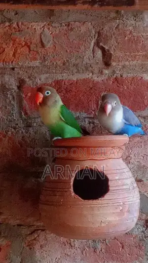 Photo - Colorful Decorative Parrots - Pair of Exotic Bird Figurines