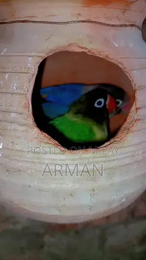 Colorful Decorative Parrots - Pair of Exotic Bird Figurines