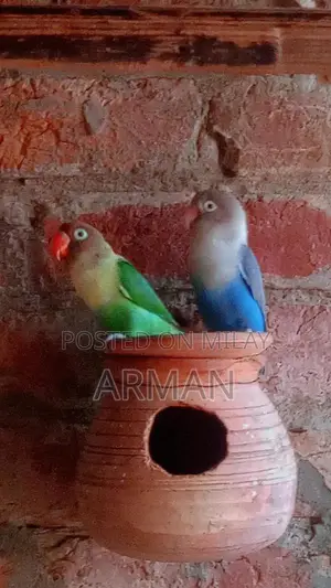 Colorful Decorative Parrots - Pair of Exotic Bird Figurines