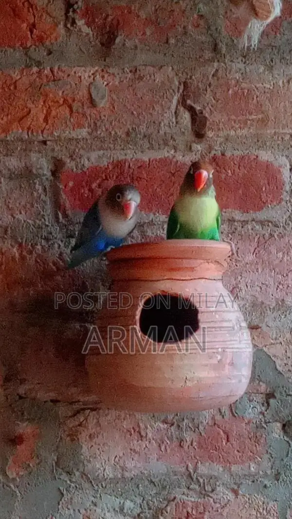 Colorful Decorative Parrots - Pair of Exotic Bird Figurines