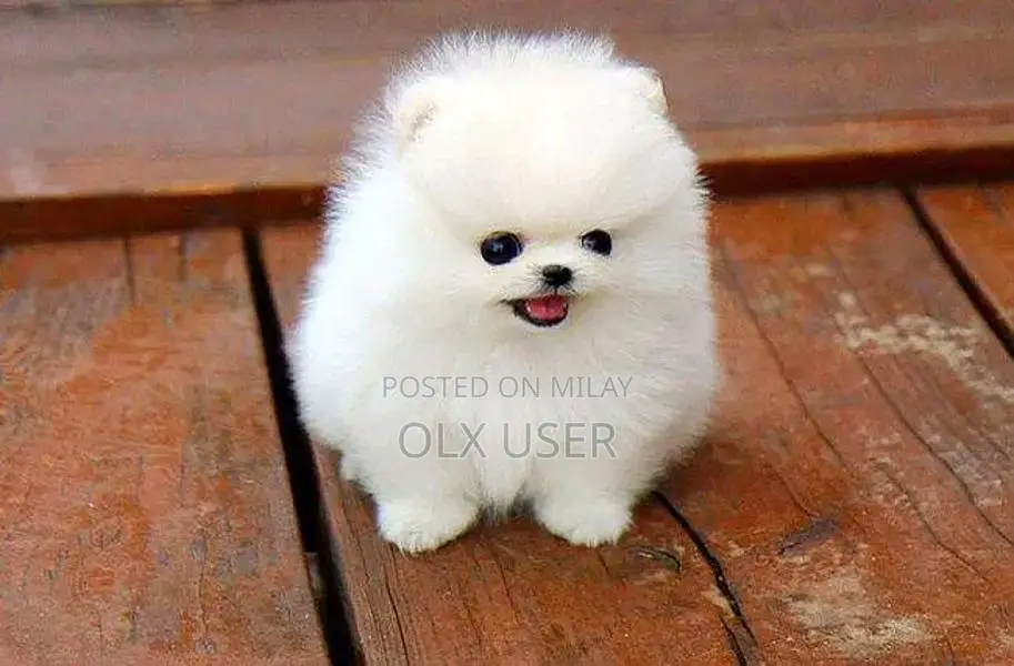 Purebred Pomeranian Puppy - Adorable Companion Dog