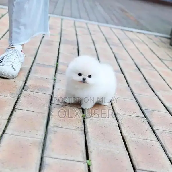 Purebred Pomeranian Puppy - Adorable Companion Dog