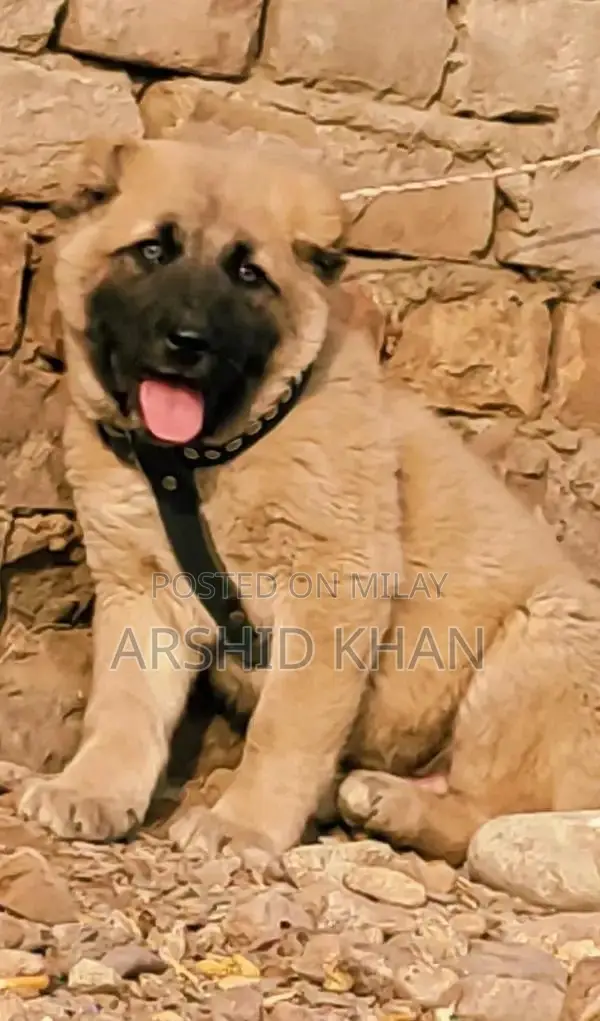 Turkish Kangal Puppy - Male, 3 Months Old