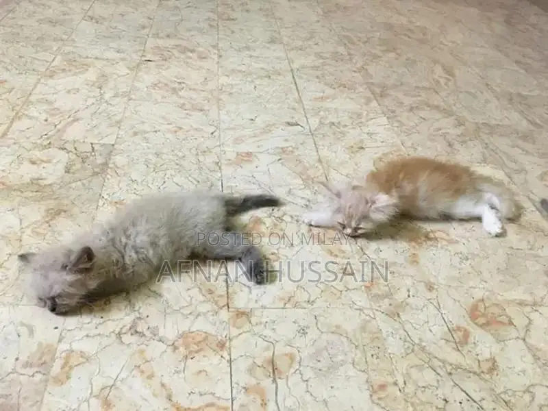 Himalayan Persian Kitten - Young Feline Companion