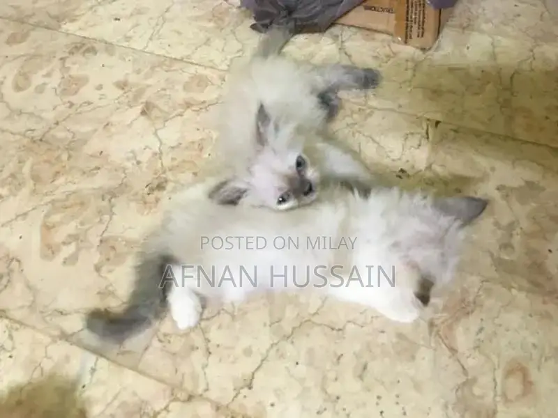 Himalayan Persian Kitten - Young Feline Companion