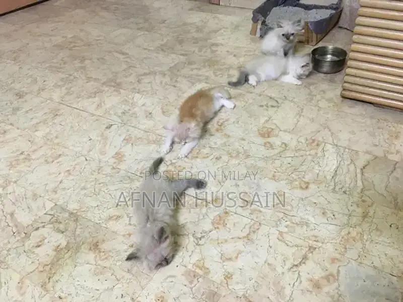 Himalayan Persian Kitten - Young Feline Companion