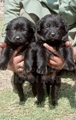 Photo - Black German Shepherd Puppies - Long Coat Breed