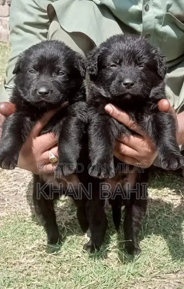 Black German Shepherd Puppies - Long Coat Breed