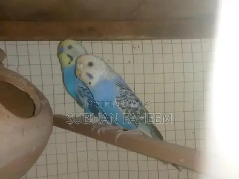 Breeding Pair Available - Premium Pet Pair