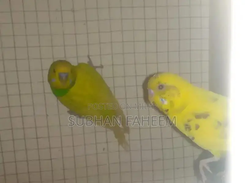 Breeding Pair Available - Premium Pet Pair