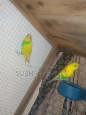 Breeding Pair Available - Premium Pet Pair