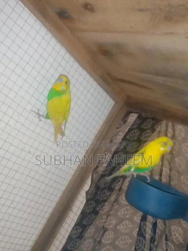 Breeding Pair Available - Premium Pet Pair