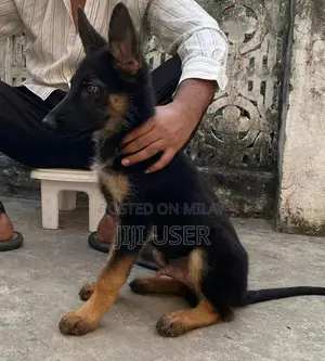 Photo - German Shepherd Male Puppy with Black Mask