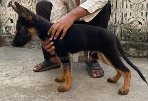 German Shepherd Male Puppy with Black Mask