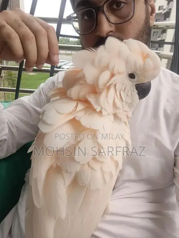 Molucan Cockatoo Parrot - Hand Tamed, Friendly Female Bird