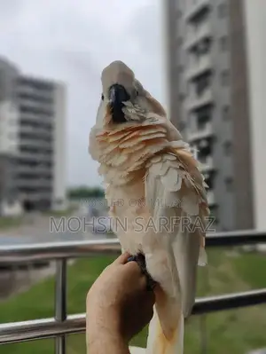 Molucan Cockatoo Parrot - Hand Tamed, Friendly Female Bird