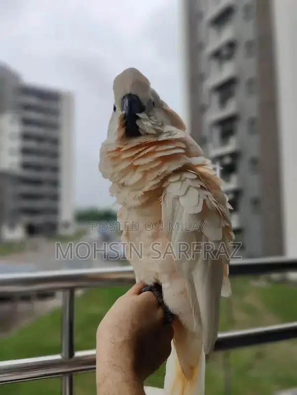 Molucan Cockatoo Parrot - Hand Tamed, Friendly Female Bird
