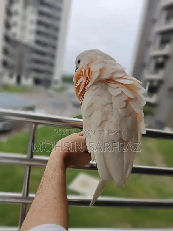 Molucan Cockatoo Parrot - Hand Tamed, Friendly Female Bird