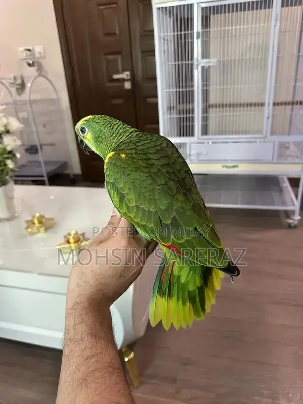 Molucan Cockatoo Parrot - Hand Tamed, Friendly Female Bird