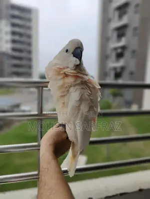 Molucan Cockatoo Parrot - Hand Tamed, Friendly Female Bird