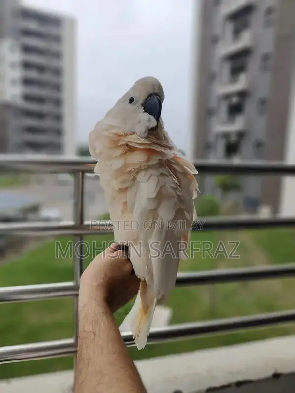 Molucan Cockatoo Parrot - Hand Tamed, Friendly Female Bird