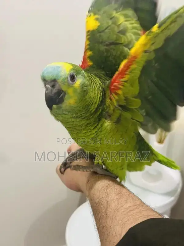 Molucan Cockatoo Parrot - Hand Tamed, Friendly Female Bird