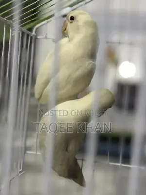 White and Violet Pied Fischer Love Birds with Cage