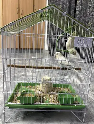 White and Violet Pied Fischer Love Birds with Cage