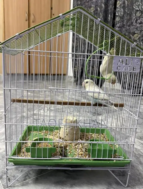 White and Violet Pied Fischer Love Birds with Cage