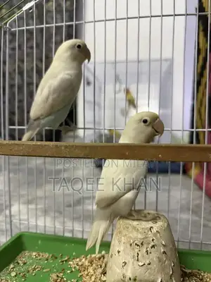 White and Violet Pied Fischer Love Birds with Cage