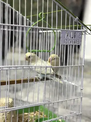 White and Violet Pied Fischer Love Birds with Cage