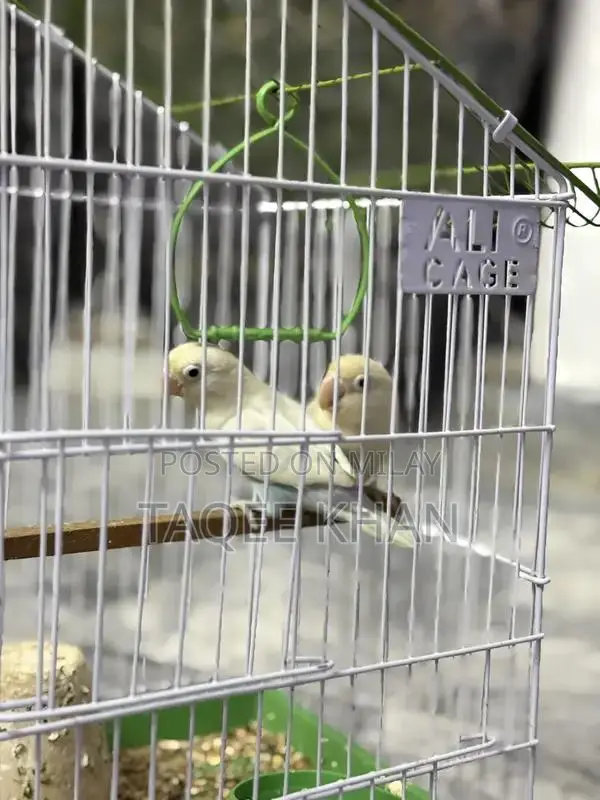 White and Violet Pied Fischer Love Birds with Cage