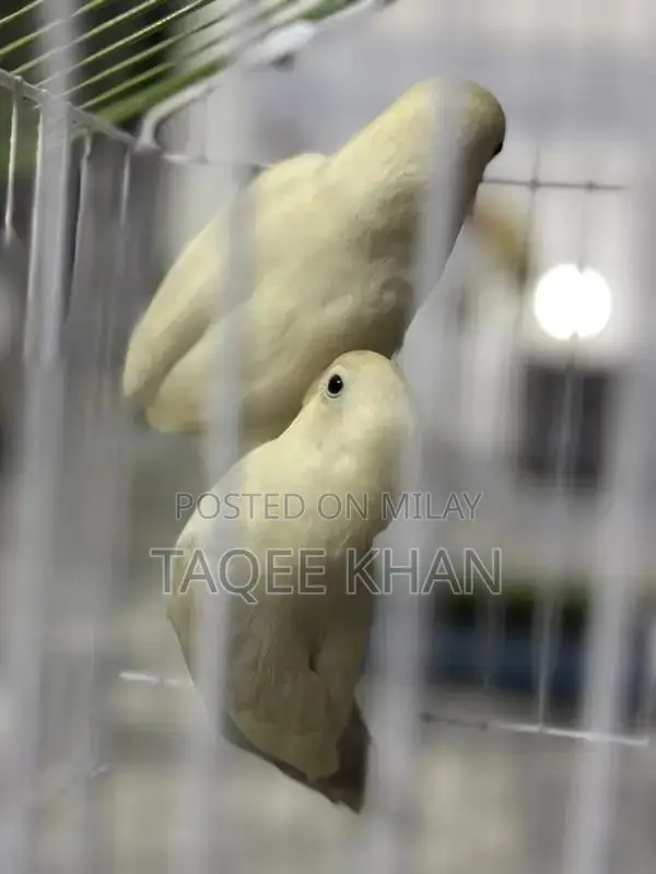 White and Violet Pied Fischer Love Birds with Cage