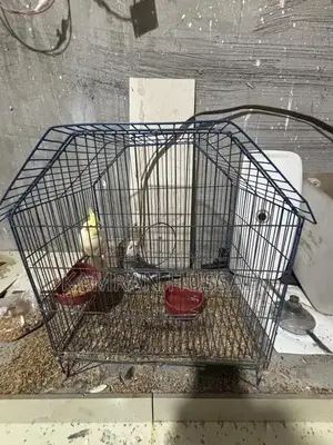 Photo - Cockatiel Breeding Pair with Cage - Healthy Pet Birds