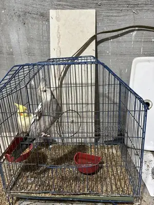 Cockatiel Breeding Pair with Cage - Healthy Pet Birds