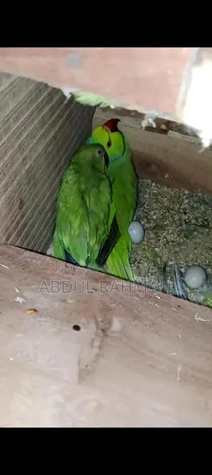 Photo - Breeding Pair of Exotic Parrots - Fertile and Ready