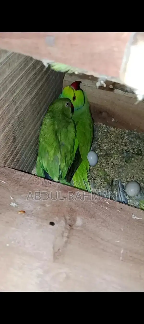 Breeding Pair of Exotic Parrots - Fertile and Ready