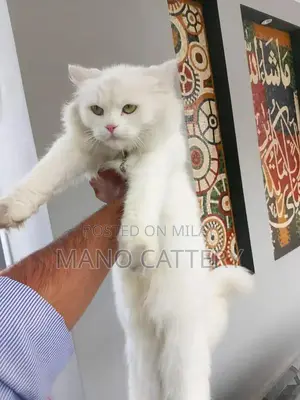 Photo - Persian Triple Coat Female Cat - 8 Months Old