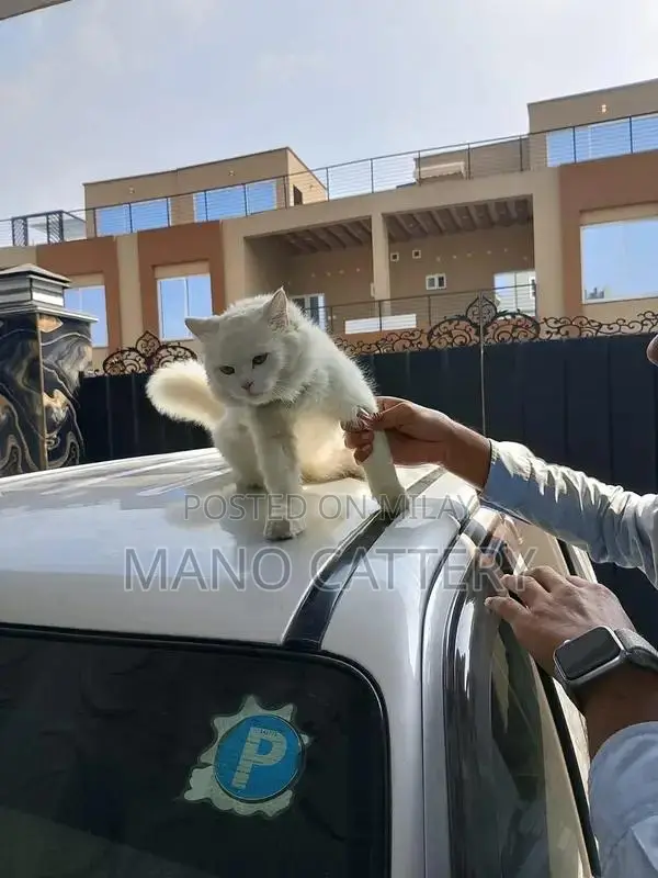 Persian Triple Coat Female Cat - 8 Months Old