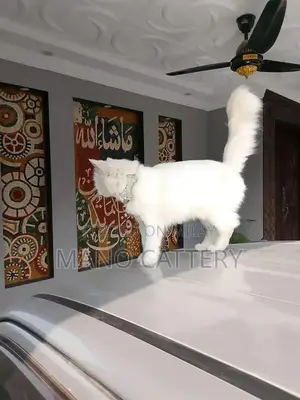 Persian Triple Coat Female Cat - 8 Months Old