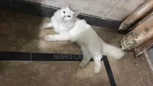 Persian Triple Coat Female Cat - 8 Months Old