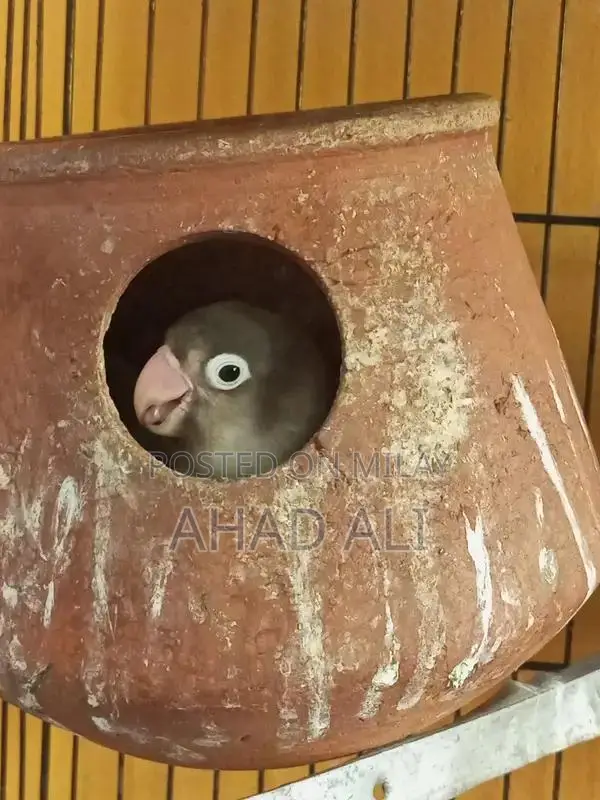 Blue Love Birds Breeder Pair - Exotic Pet Breeding Stock