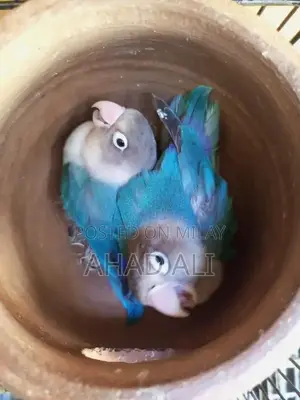 Blue Love Birds Breeder Pair - Exotic Pet Breeding Stock